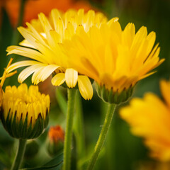 Three yellow calendula on a green and orange background