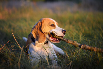 Dog chewing on the stick outdoors. Portrait of beagle dog lying in the grass with wooden stick in...