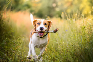 Beagle dog fast running with stick in mouth. Dog playing fetch with the stick outdoors. Active dog...