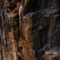 Old decaying tree trunk in a variety of colours including ochre grey and black
