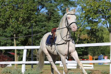 Beautiful purebred cremello stallion horse galloping under saddle