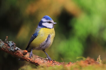 Blue tit sitting on the branch . Parus caeruleus. Wildlife scene with song bird. Cyanistes caeruleus