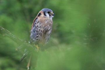 falco sparverius. American kestrel sitting on the branch.