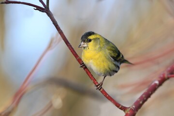 Eurasian siskin sitting on the branch. Carduelis spinus. song bird in the nature habitat. wildlife scene from nature.