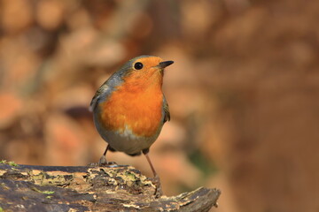 Photo of European robin (Erithacus rubecula) sits on a stump. Detailed and bright portrait. Autumn landscape with a song bird. Erithacus rubecula. Wildlife scene from nature.