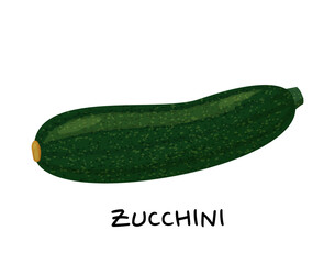 Zucchini vector Illustration. Realistic vector isolated on white background.