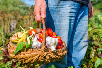 Farmer with vegetables in the basket. Freshly harvested produce in the garden - farm fresh vegetable, organic farming concept.