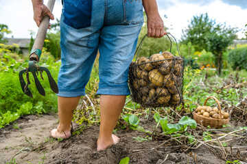 Bio vegetable farming. Organic potato harvest on field. Farmer digging potatoes from the soil.