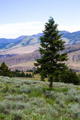 Yellowstone National Park Tree