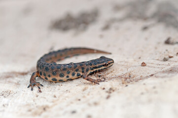 newt