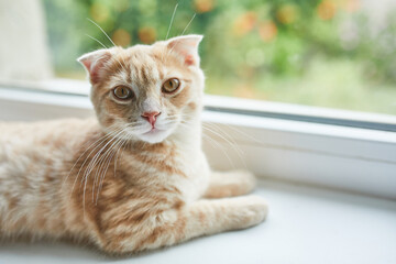 Young British Shorthair striped red cat lies on a windowsill