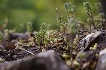 naturaleza 