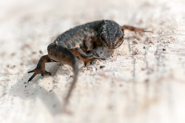 newt