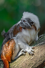 Naklejka premium Portrait of funny and colorful Geoffroy marmoset monkey from Brazil Amazonian jungles, adult, male.