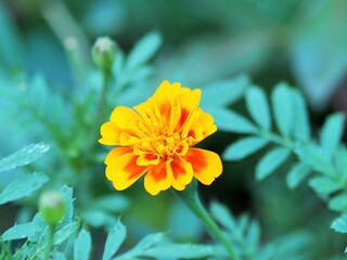 一輪のマリーゴールド