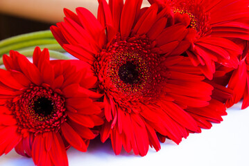 Red gerberas in macro. Birthday card.