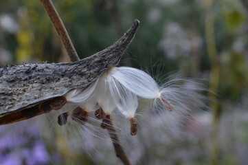 Autumn colors at the beautiful Arlington National Cemetary in Washington, United States