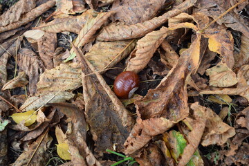 chestnuts on the ground