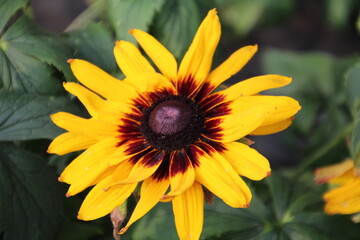 Coneflower In Bloom, Banff National Park, Alberta