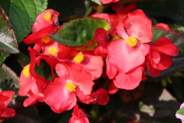 Obraz premium Begonia In Bloom, Banff National Park, Alberta