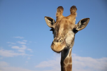 Obraz premium Photo Taken in Lion and Rhino Reserve, Krugersdorp