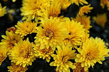 한국 인천시 부평구 부평문화의거리꽃축제 입니다