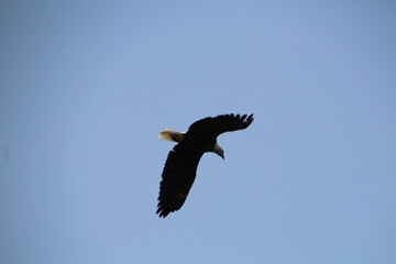 Eagle Above Us, Banff National Park, Alberta