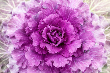 Background of a kale 'Red Pigeon' which is an ornamental flowering brassica oleracea vegetable...