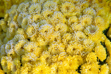 yellow chrysanthemums in the frost
