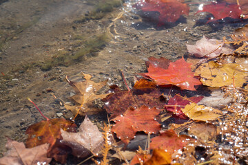 水に浮かぶカラフルな紅葉
