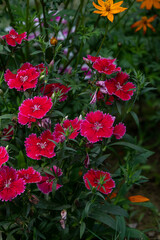 Red Dianthus Chinensis or China Pink flowers in garden