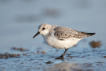 Sanderling (Calidris alba) in winter plumage foraging on the Norfolk coast