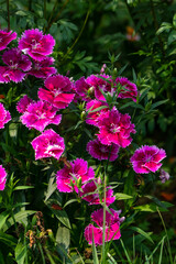Pink Dianthus Chinensis or China Pink flowers in garden
