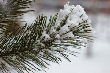 snow covered pine branch