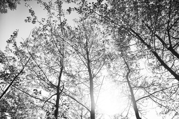 alberi foglie bianco e nero natura morta 