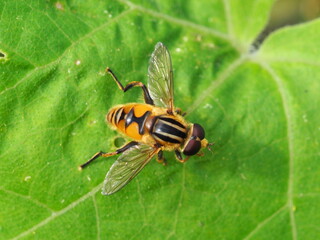 シマアシブトハナアブ