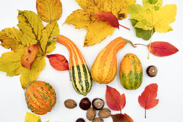 autunno foglie colori zucca zucche autunnale castagne noci 