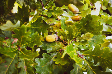 Fruit of an Oak tree ripe in autumn, on a sunny day