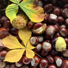 Chestnuts in fall