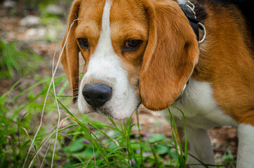 Little Beagle smelling the grass