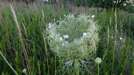 roślina, łąka, © Elbieta
