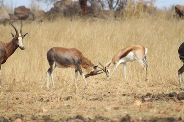 Fototapeta premium Photo Taken in Lion and Rhino Reserve, Krugersdorp
