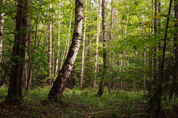 Obraz premium Enchanting landscape in the forest among birches and aspens
