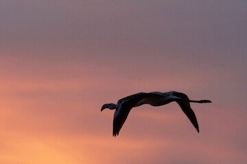 Flamingo in the pink sky on Camargue France