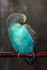 A budgie sits on a wooden perch and brushes its feathers with its beak