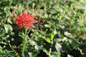 ヒガンバナの赤い花の蜜を吸うアゲハチョウ
