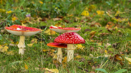 Pilz rot