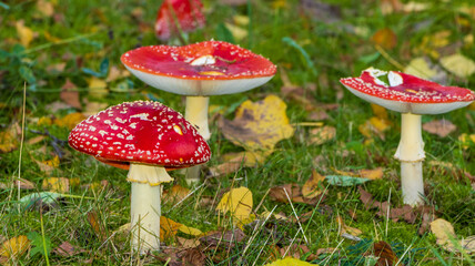 Pilz rot