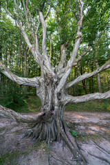Unusual ent-like old tree at the fairy forest on Ruegen island