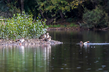 Obraz na płótnie Canvas Geese swimming on a little lake called Sieglarer See in Germany at a cloudy day in autumn.